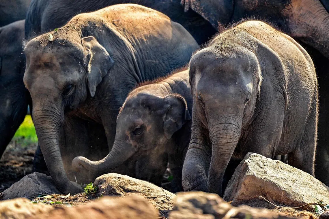In Sri Lanka, wild elephants are considered a national treasure, partly due to their significance in Buddhist culture.