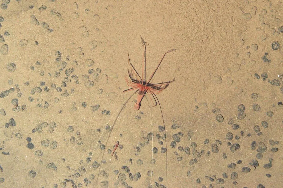A 'mount-building' shrimp, Bathystylodactylus echinus, photographed by an autonomous marine robot during an expedition to the NE Pacific abyss in 2015 and found in the Clarion-Clipperton Zone.