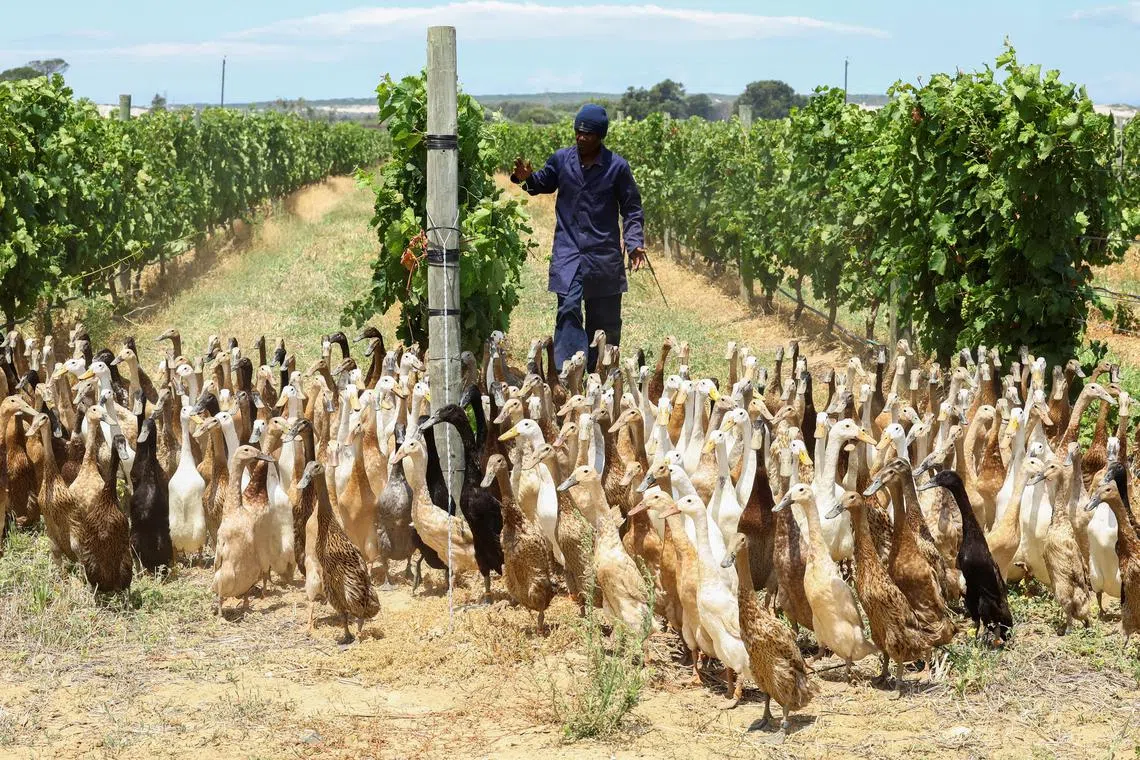 A duck keeper guides a flock of Indian Runner ducks, which assist as natural pest-control, in place of pesticides, by eating all the snails and bugs, through the vineyard during their daily patrol around the Vergenoegd Wine Estate, in Stellenbosch, in Cape Town, South Africa, January 12, 2023. 