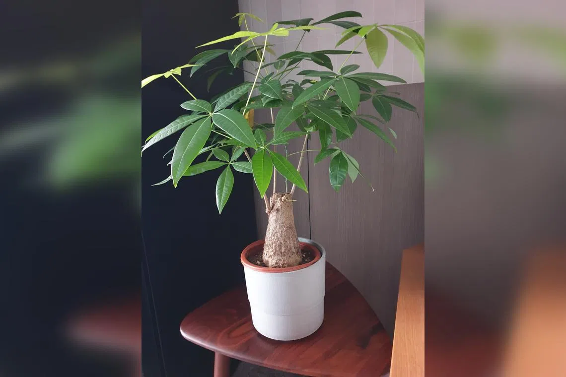 The Guiana Chestnut is considered a "lucky plant" for Chinese New Year.