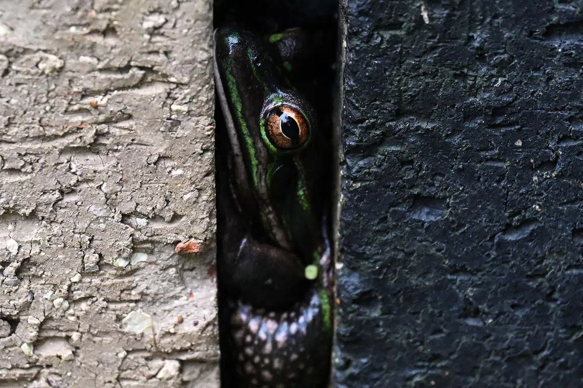 TOPSHOT - This picture taken on August 13, 2024 shows a green and golden frog, an endangered specie, hiding between bricks inside a sauna at the research center of Macquarie University in Sydney. Hundreds of endangered Green and Golden Bell frogs huddle inside a sauna, protected from Sydney's winter chill. The sauna -– a small greenhouse containing black-painted bricks -- may offer a pleasant warmth, but it is also protecting the frogs from the deadly chytrid fungus that would otherwise drive them to extinction. (Photo by Saeed KHAN / AFP) / TO GO WITH: Australia-conservation-frogs, FOCUS by Laura CHUNG