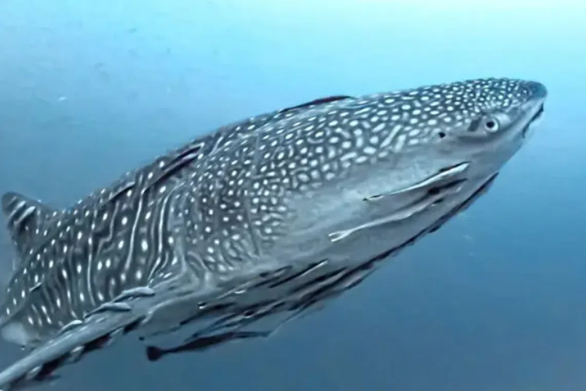 A whale shark was spotted at Semporna’s Pom-Pom Island on Sabah’s east coast.