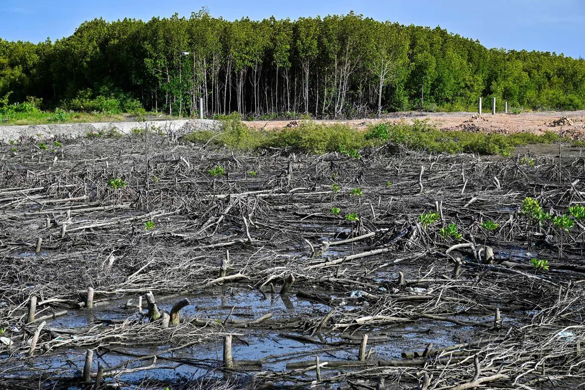 A mangrove forest trees are seen cut off during the World Mangrove Day in Banda Aceh on July 26, 2023. (Photo by CHAIDEER MAHYUDDIN / AFP)