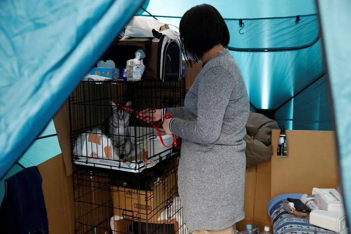 Earthquake evacuee Yoshimi Tomita plays with her cat Raito after surviving an earthquake that hit on New Year’s Day, at a pet-friendly evacuation centre in Suzu, Ishikawa Prefecture, Japan, January 31, 2024. REUTERS/Sakura Murakami