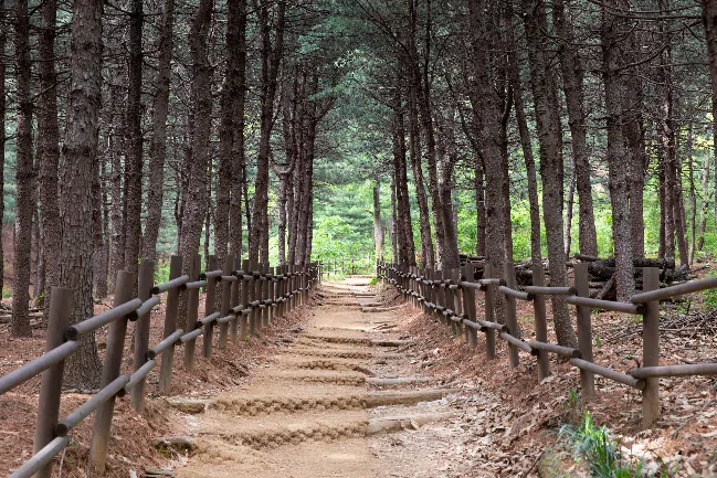 Gwanaksan trails are slightly more challenging than Namsan, but are popular among locals.