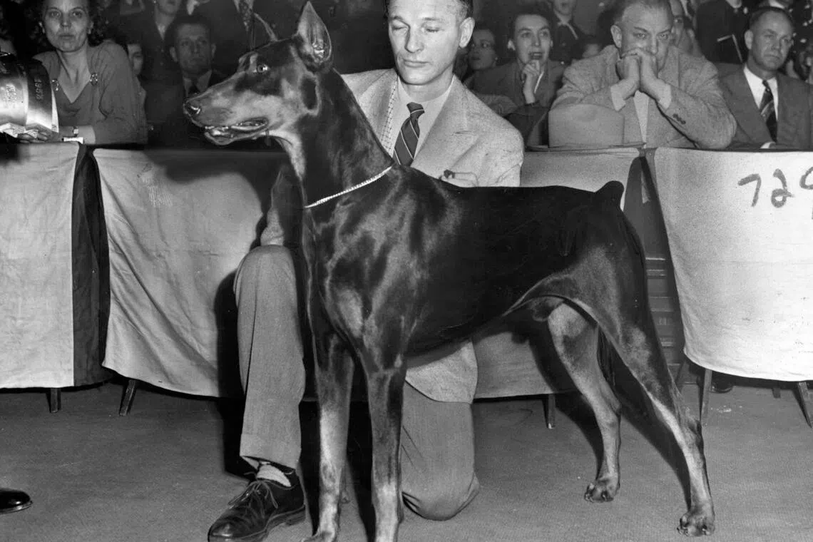 FILE Ñ Storm, a Doberman, with his handler, Peter Knoop, after his second consecutive best in show victory at the Westminster Kennel Club Dog Show in New York on Feb. 10, 1953. This year is the 150th anniversary of the Westminster dog show, one of the oldest and most prestigious dog shows in the world. (Neal Boenzi/The New York Times)