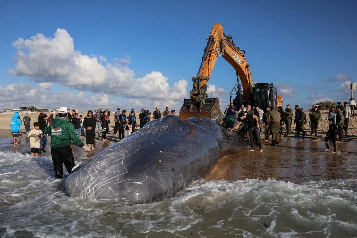 The remains of a sperm whale are towed before an autopsy is conducted at Zikim beach, close to the Gaza Strip in southern Israel, Feb 24, 2026.