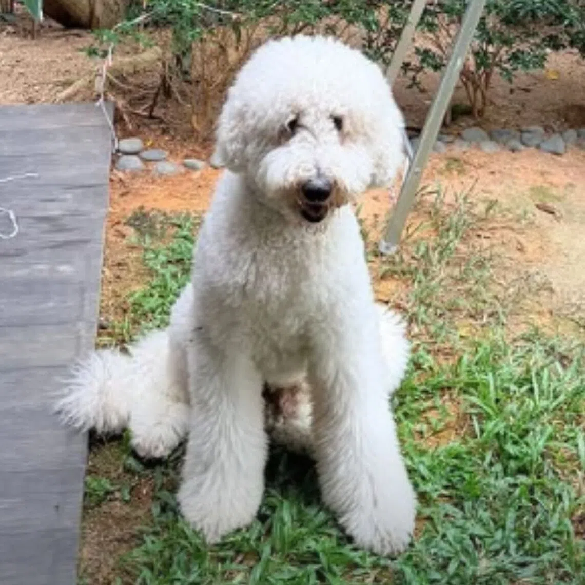 The dog, called Buddy, was sent to Pawsome Singapore's Tanjong Katong outlet for grooming. 