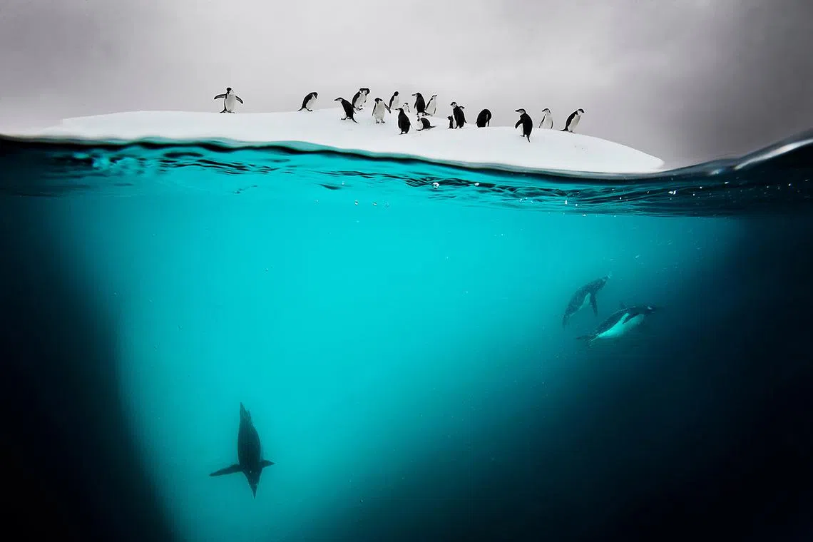 Chinstrap and gentoo penguins rest and squabble on an ice island called a bergy bit near Danko Island, Antarctic Peninsula.

David Doubilet has a long and intimate view of the sea. &nbsp;As a National Geographic Photographer he has spent five decades exploring and documenting the far corners of the world from beneath interior Africa, remote tropical coral reefs, rich temperate seas, and recent projects beneath the polar ice. His challenge is to create a visual voice for the world’s oceans and to connect people to the incredible beauty and silent devastation happening within the invisible world below.

Follow David on Instagram @daviddoubilet.