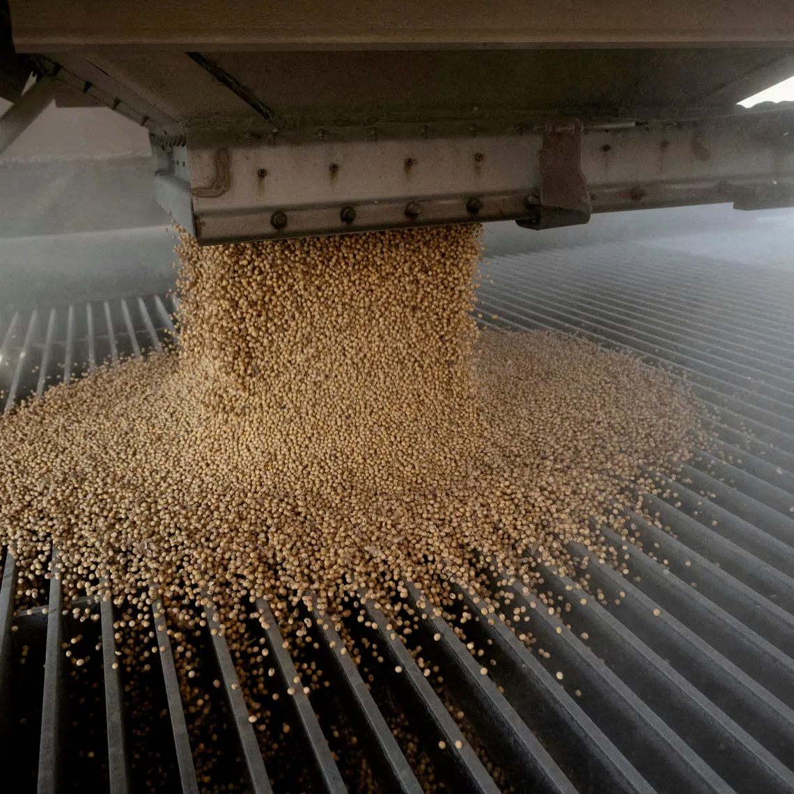 FILE PHOTO: A load of soybeans is dumped into an elevator hopper during harvest season at Deerfield AG Services grain elevator facility in Massillon, Ohio, U.S., October 7, 2021.REUTERS/Dane Rhys/File Photo