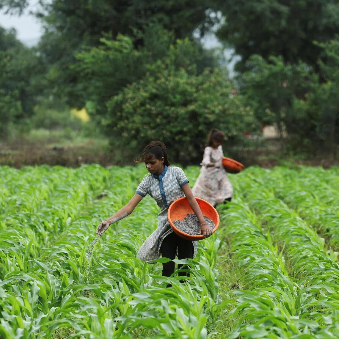 Energy, fertiliser and transport costs have continued to climb, leaving developing economies particularly exposed to price shock.