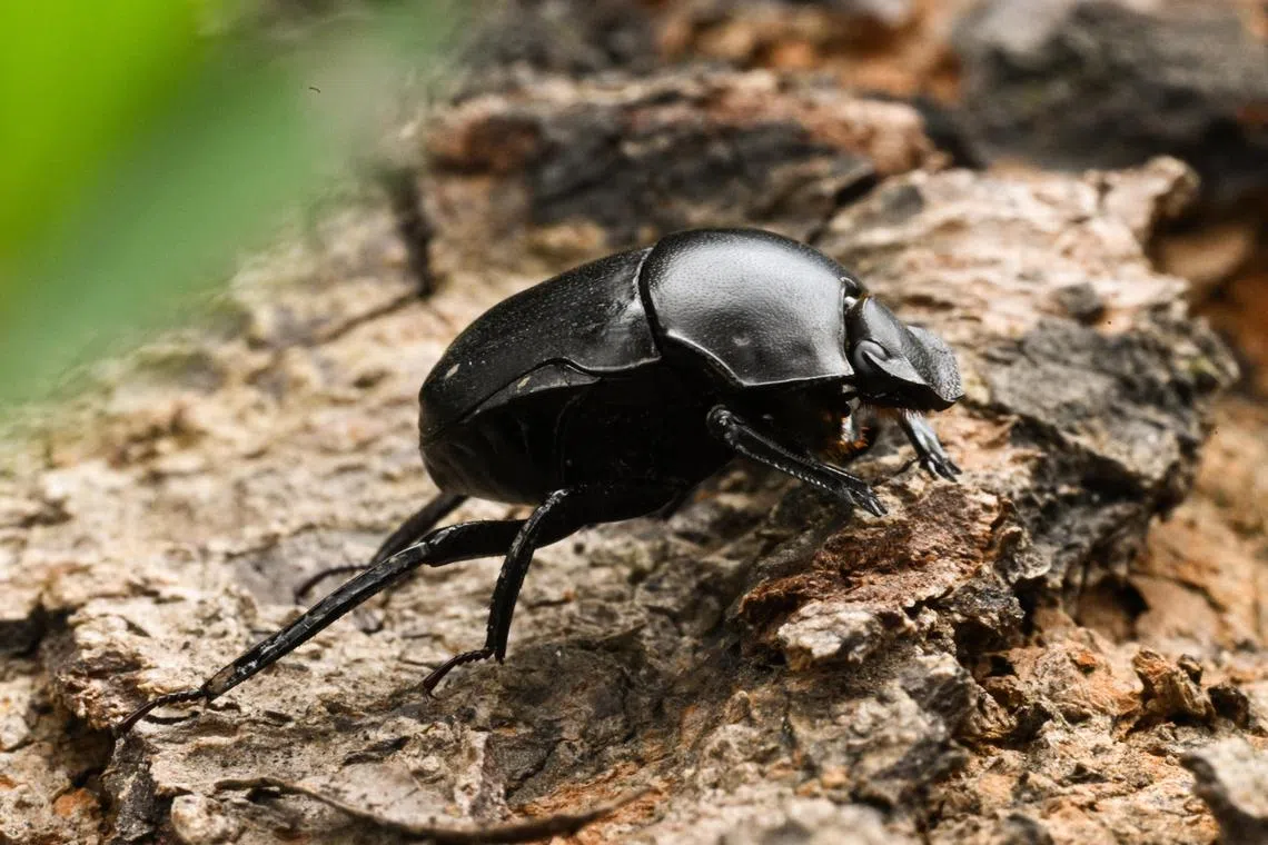 ST20230208-202300338325-Lim Yaohui-Cheryl Tan-ctnbeetle/
Paragymnopleurus maurus, a roller beetle specimen, taken on Feb 08, 2023.
Feature on dung beetles: researchers from NTU are surveying local forests to determine the species and distributions of local dung beetles, which are key indicators of a forest's health. These surveys are part of the National Parks Board's biodiversity surveys, which will last till 2025.
(ST PHOTO: LIM YAOHUI)