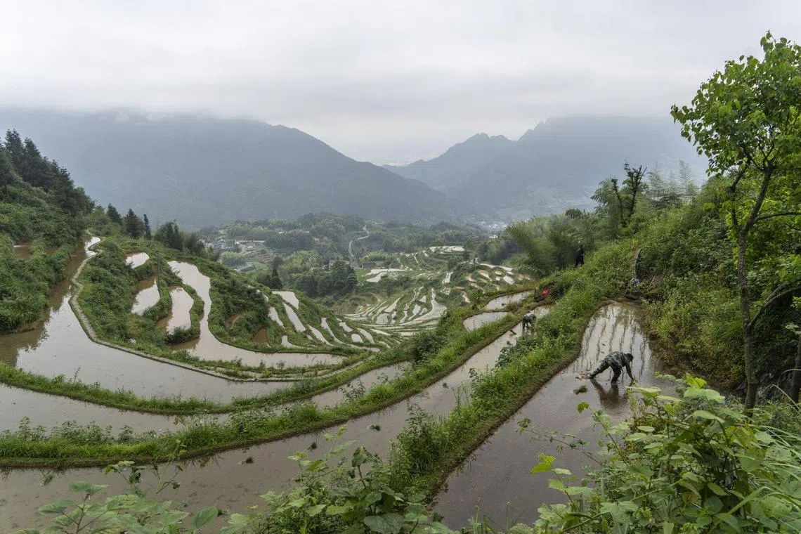 A farmer plants rice in a terraced paddy in Lishui, Zhejiang province, China, on Friday, June 7, 2024. Weather is rattling the rice market once more, driving prices of the food staple back to the cusp of 15-year highs after a period of calm. Photographer: Qilai Shen/Bloomberg