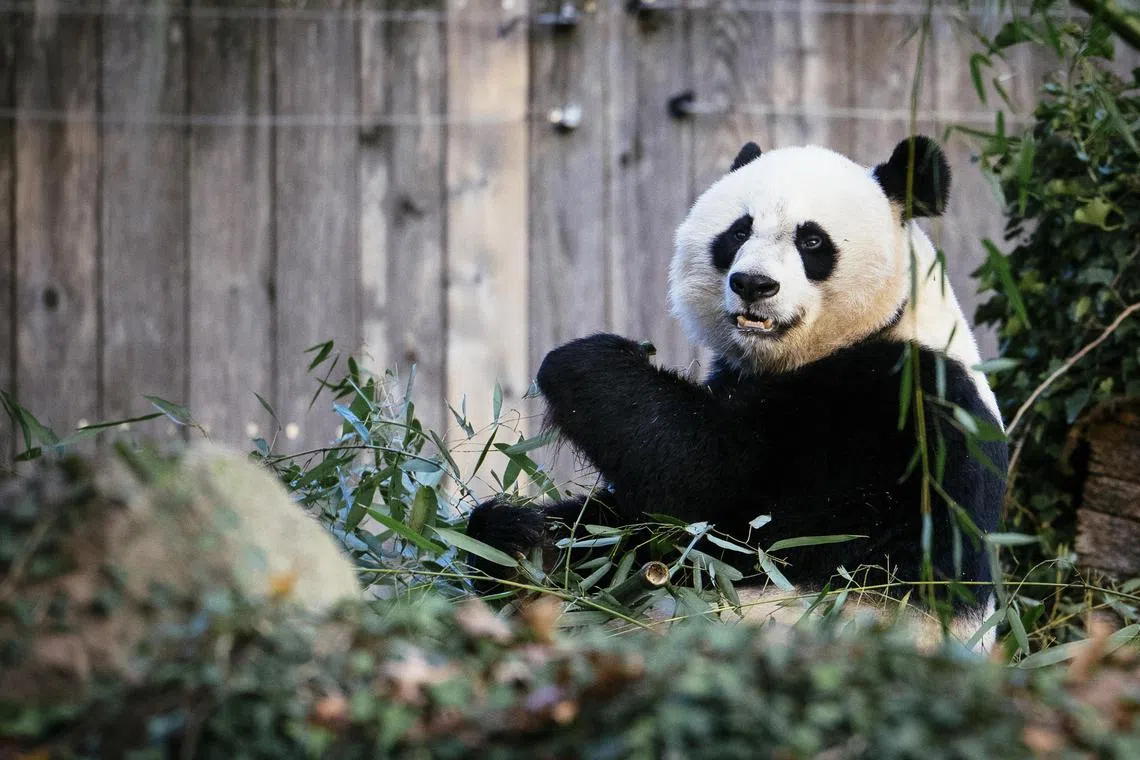 A giant panda at the Smithsonian National Zoo in Washington.