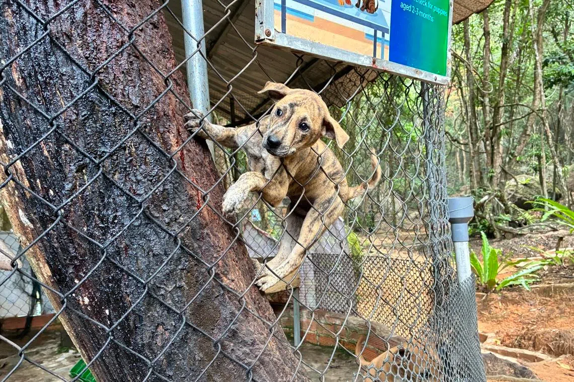 The Phu Quoc Ridgeback can fish, hunt and swim. It is also one of the few dog breeds in the world capable of climbing trees.