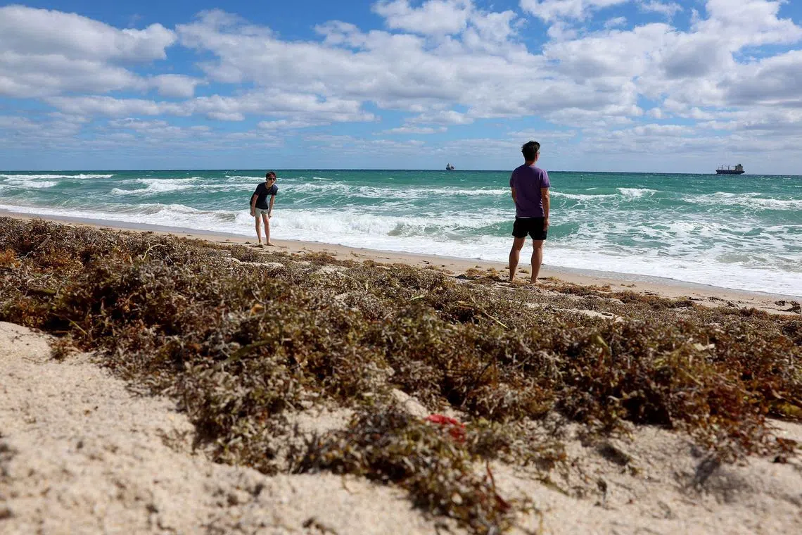Beachgoers walk past seaweed that washed ashore in Fort Lauderdale, Florida, on March 16, 2023.