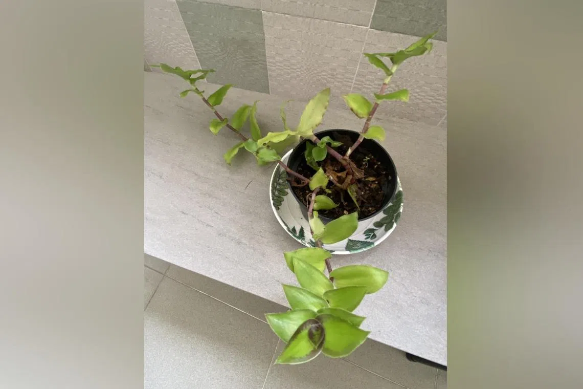 This plant produces trailing stems with a somewhat flat rosette of leaves at the tips.