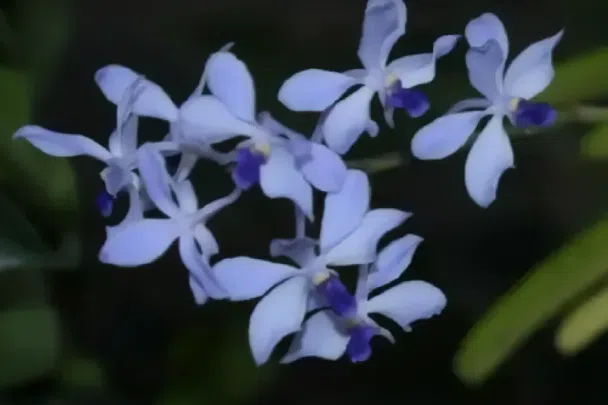 The rare orchid called “Fah Mui Noi” was ound in a dry dipterocarp forest in Chiang Dao district, Thailand.