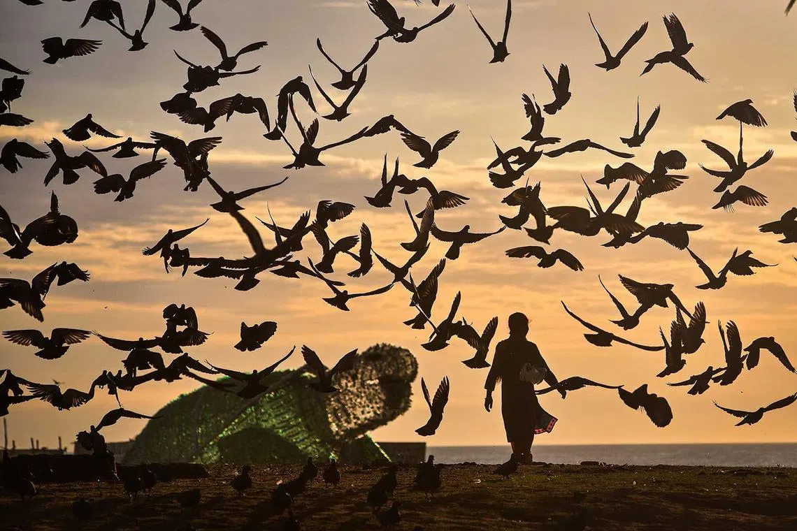 A person walks along Edward Elliot's Beach at the break of dawn as a flock of pigeons flies near a replica of a green sea turtle made up of plastic bottles, in Chennai, India, 30 June. The green sea turtle model was installed to create awareness about plastic pollution's effect on marine life and to minimize the use of single-use plastic. 