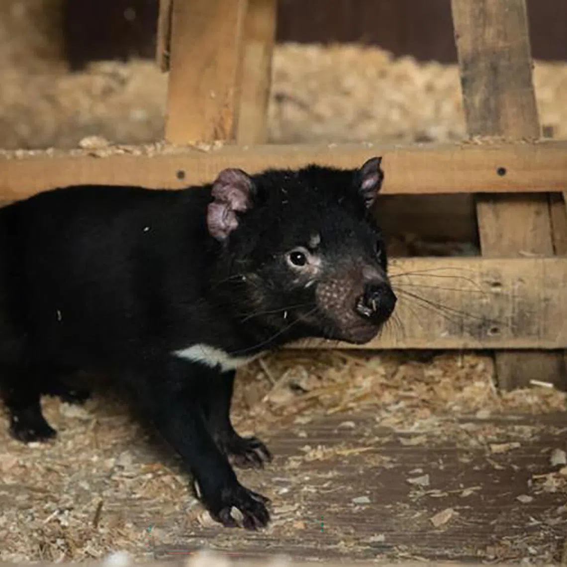 Lumiere the Tasmanian devil is among three others who will now call the Night Safari their new home.