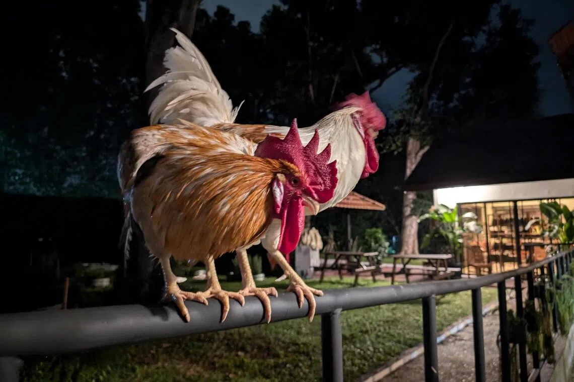 House of Melissa, a boutique farm stay in Changi, has free-roaming chickens and an apiary.
