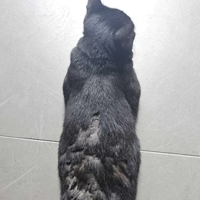 The community cat had patches of fur cut from his body and his left cheek, according to his regular caretaker.