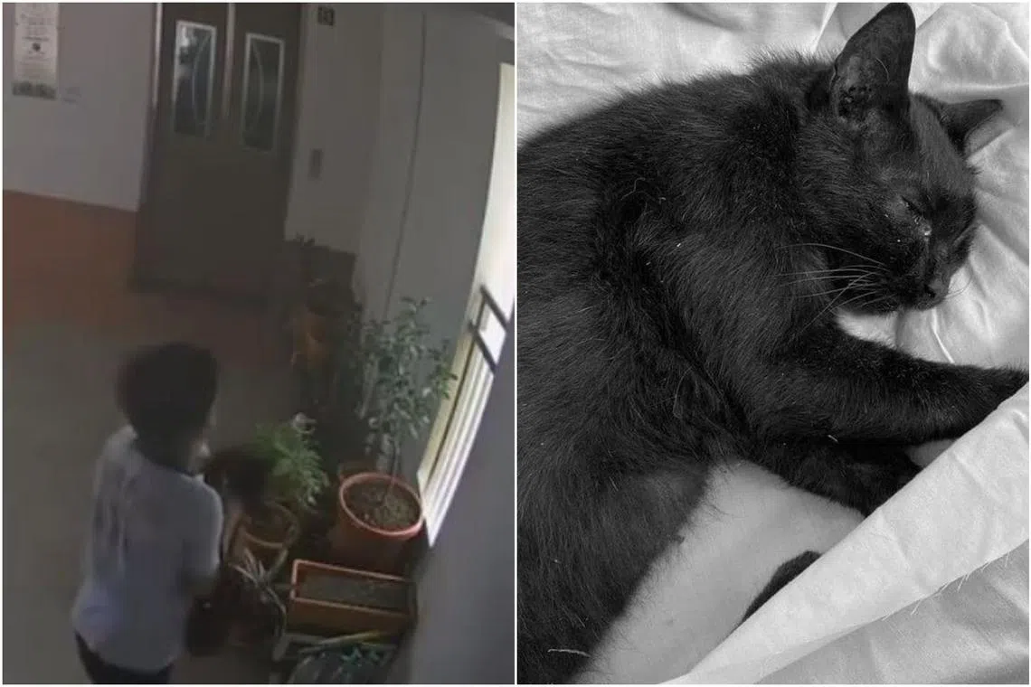 The boy was caught on CCTV camera flinging the cat off the 22nd level of Block 186 in Boon Lay in Dec 2022.