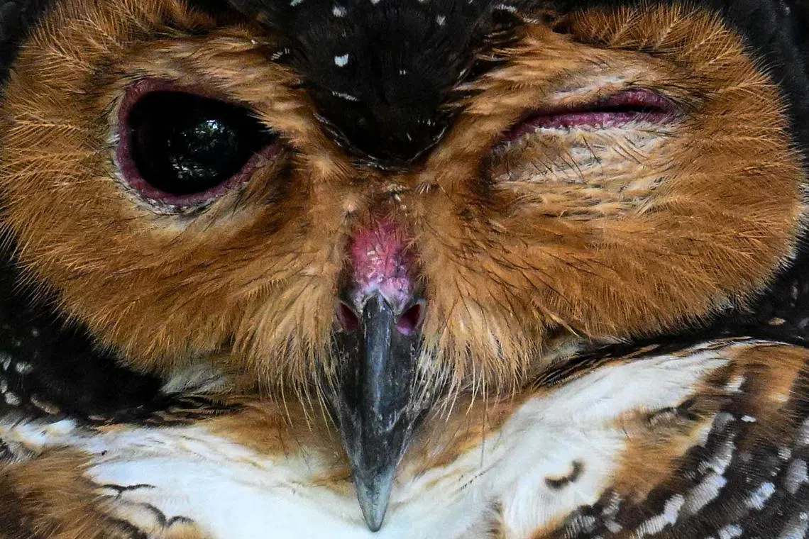 A spotted wood owl at KL Bird Park in Kuala Lumpur on Dec 27, 2023. 