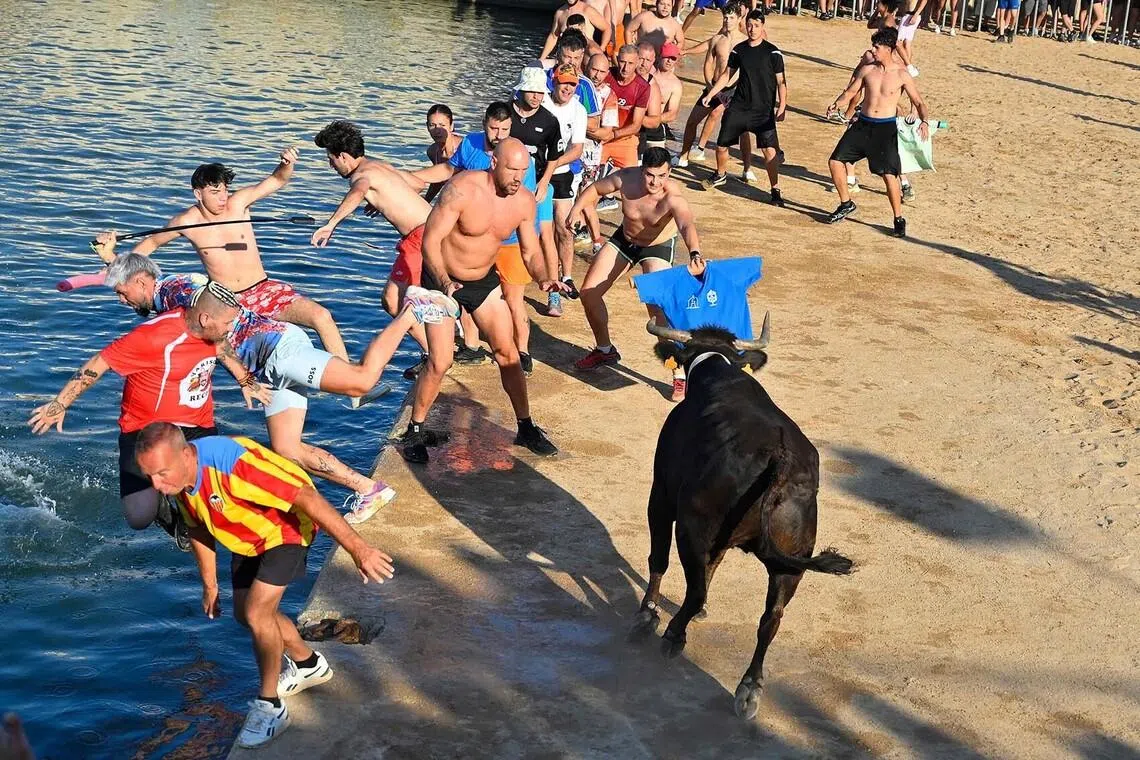 TOPSHOT - Participants jump into the sea as a bull runs at them during the traditional running of bulls "Bous a la mar" (Bull in the sea) at Denia's harbour near Alicante on July 6, 2026. (Photo by Jose Jordan / AFP)