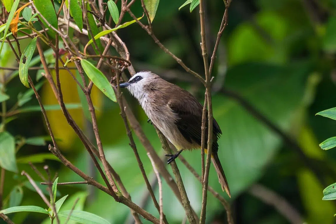 A Yellow-vented Bulbul.