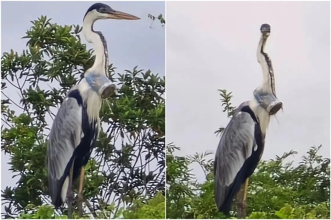 The bird is expected to gradually become weaker and die of hunger within three to five days.