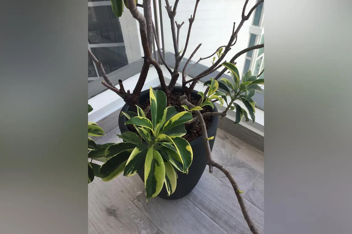 This plant's lack of leaves could be a result of it not getting enough light.