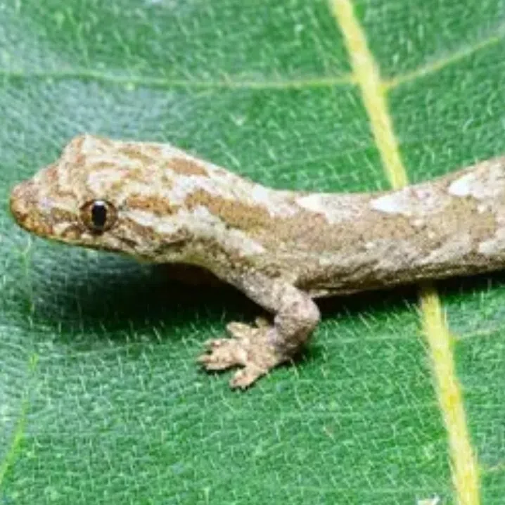 image-alt