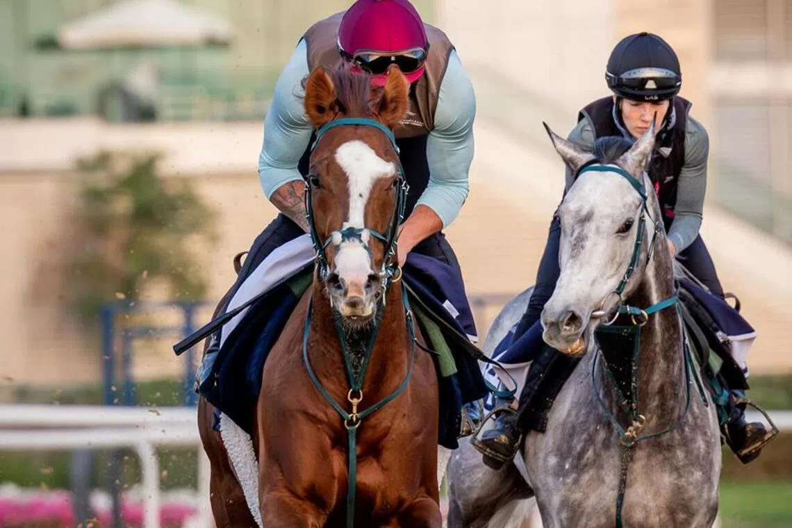 The Dylan Cunha pair of Gun Carriage (left) and Silver Sword stretching out nicely during trackwork at Meydan ahead of their March 13 assignments.

