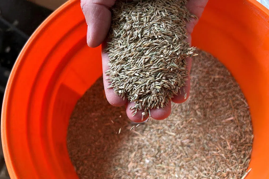 The perfect pitch is the goal for World Cup grass growers