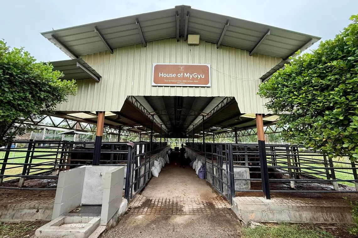 The House of MyGyu at Colla Cattle Farm, where the farm’s Malaysian wagyu cattle are kept.