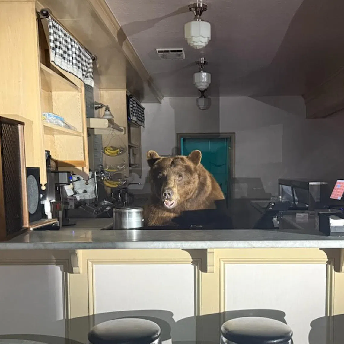 Officers shooed the ursine server out of the shop, but not before snapping a few pictures of their encounter.