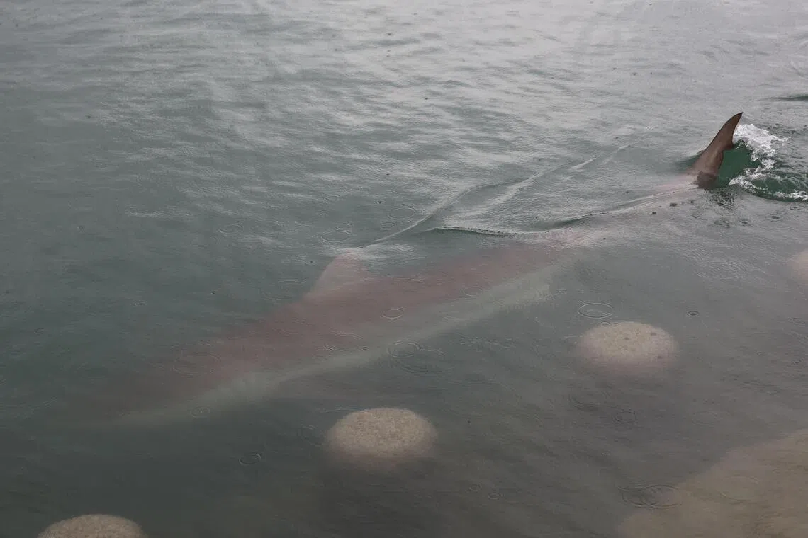Busan seeks ways to return stranded shark back to sea