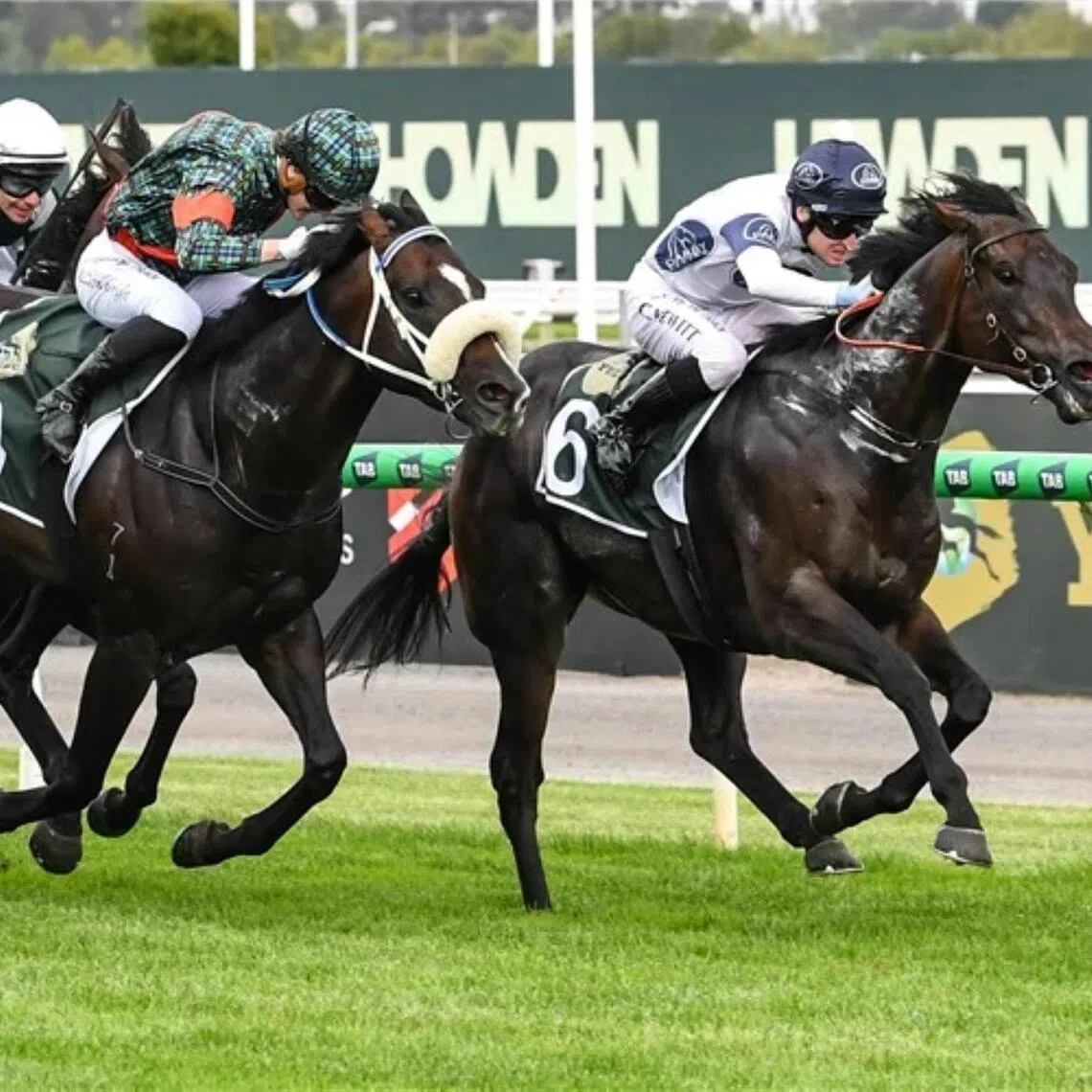 Caballus - Caballus  

PHOTO: RACING PHOTOS
upload this photo to ST Racing