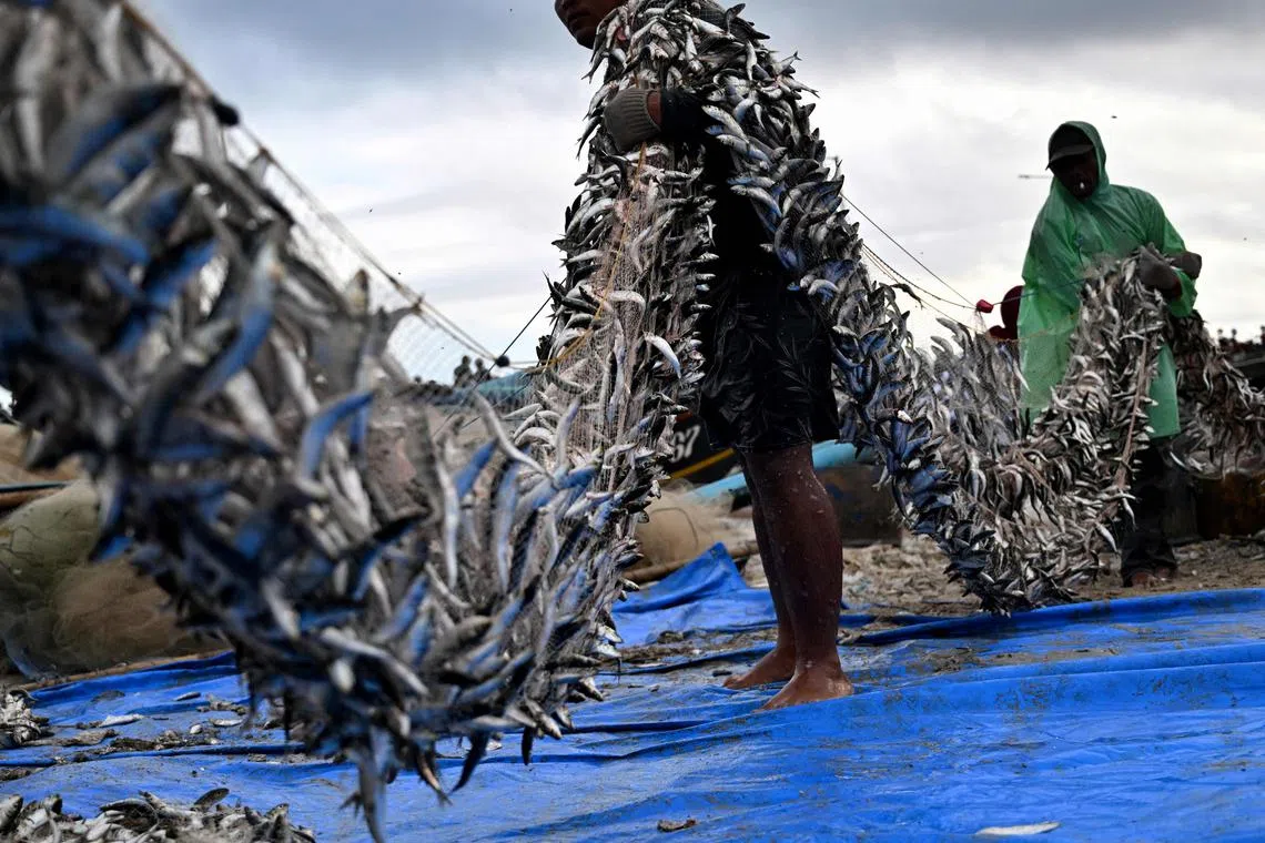 Fishermen unload their catch from a traditional boat at Kedonganan beach, Badung regency on the resort island of Bali on January 12, 2025. (Photo by SONNY TUMBELAKA / AFP)