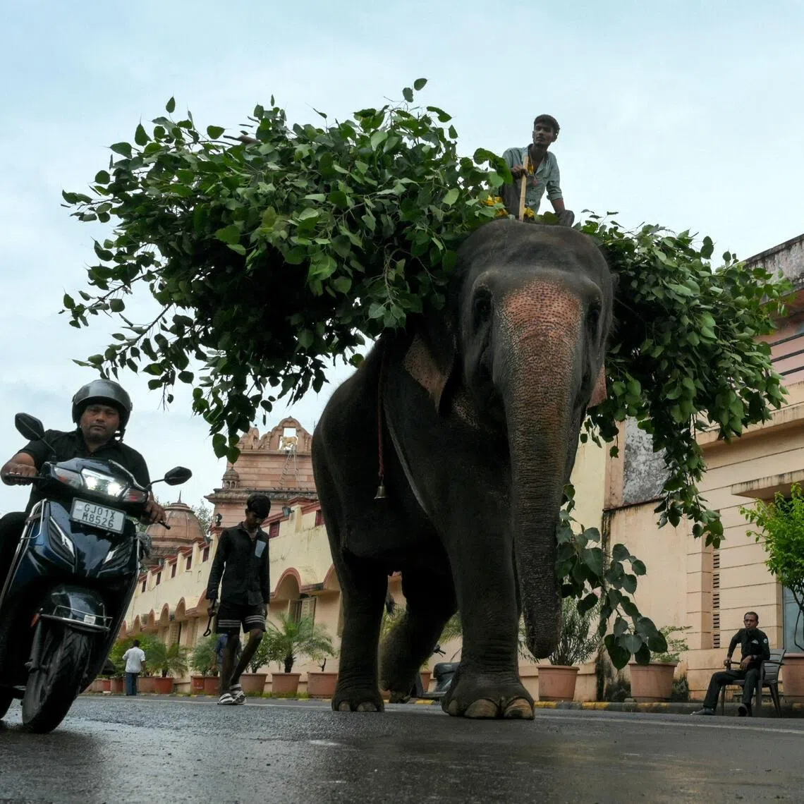 An elephant carring fodder along a road in Ahmedabad, India.