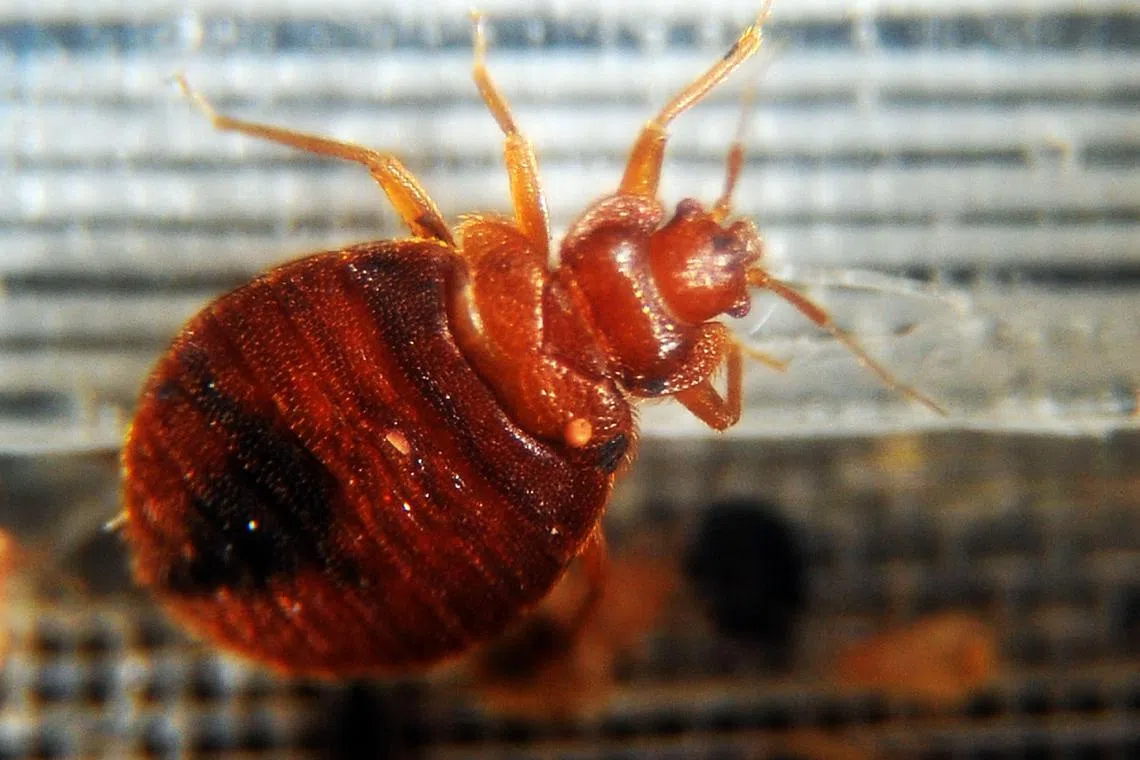 Bedbugs crawling around in a container on display during the 2nd National Bed Bug Summit in Washington, DC, on Feb 2, 2011.
