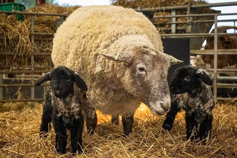 Lonely no more: ‘Britain’s loneliest sheep’ gives birth for the first time