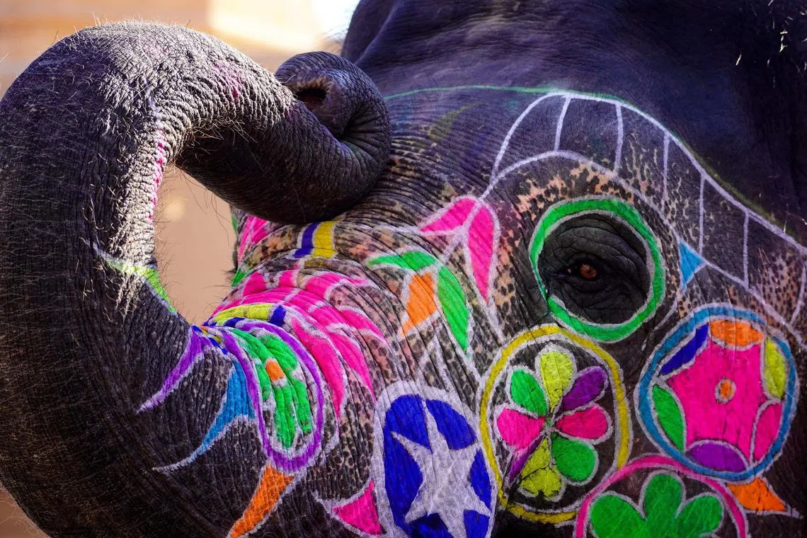 Some daub the elephants in colourful paint and force them to do tricks on the streets.