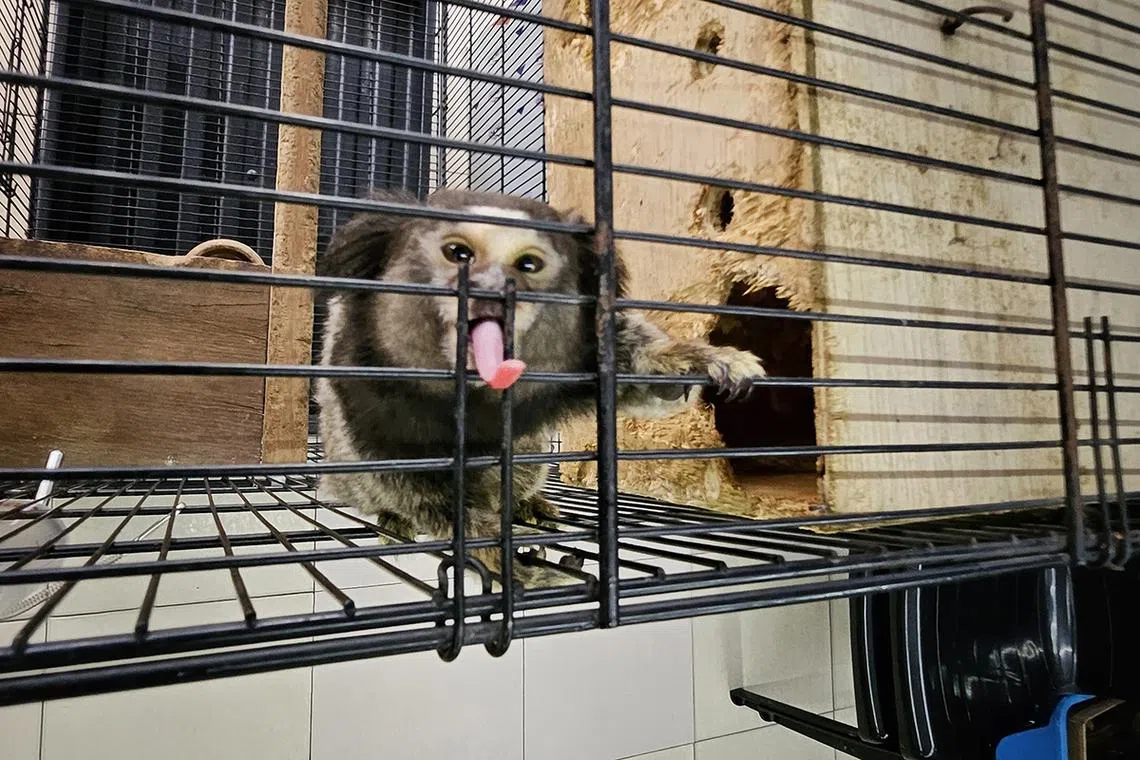 Exotic animals sold at various pet shops in Johor Bahru, Malaysia on Oct 12, 2023.