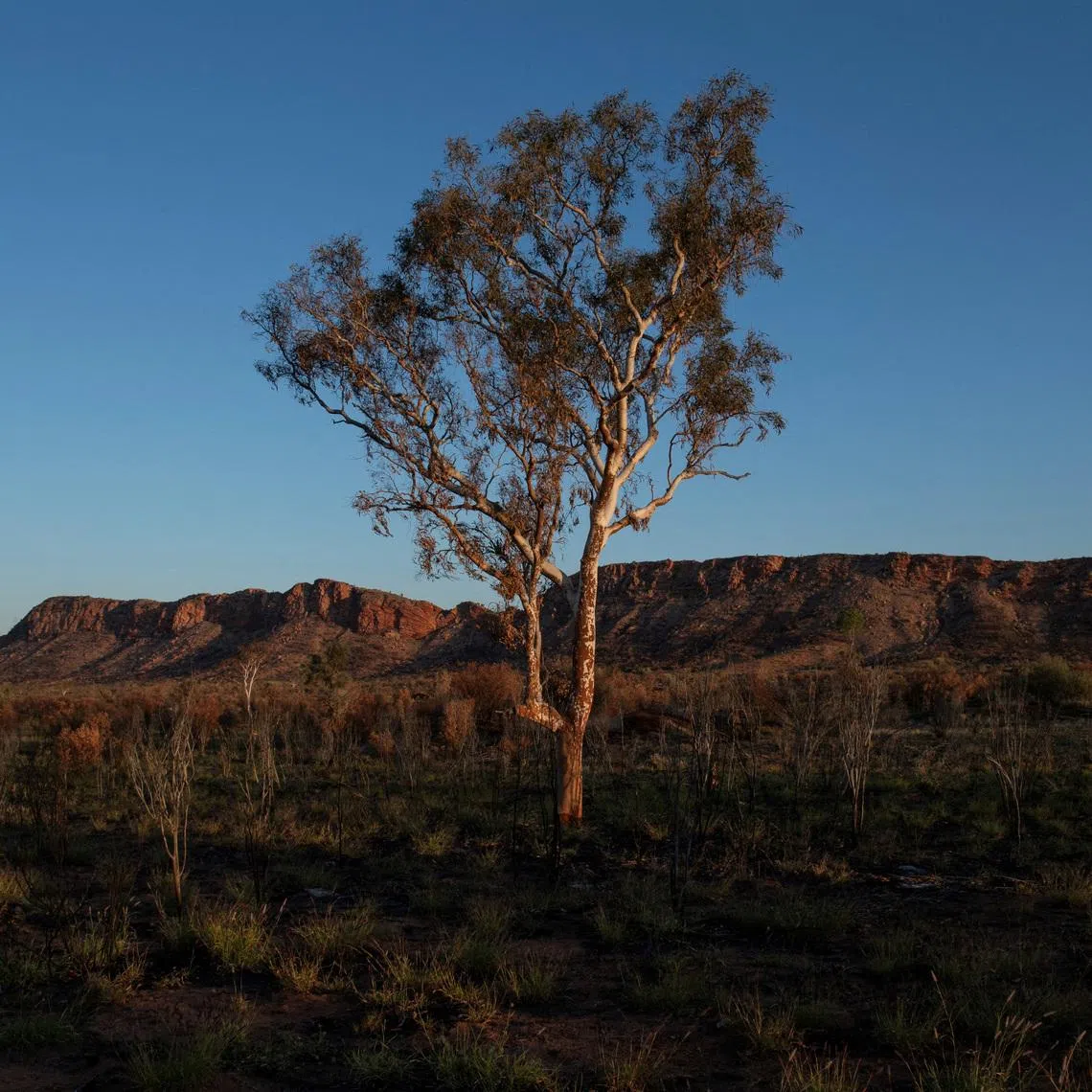 A eucalyptus tree stands amongst the West MacDonnell Ranges west of Alice Springs, Australia, September 15, 2023.