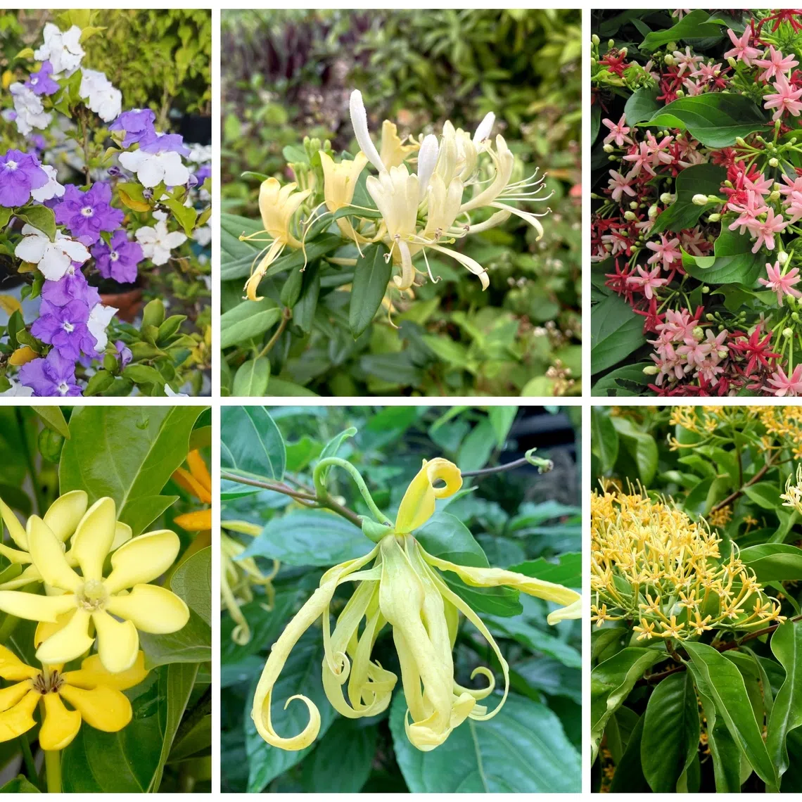Flowering plants such as these varieties inject colour and beauty into any garden.