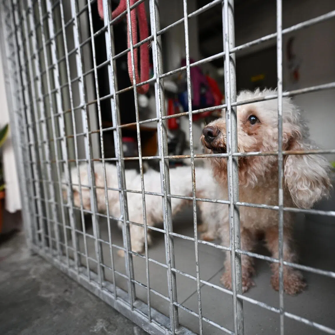 When ST visited Animal Lovers League's premises on Dec 8, there was no one around and the majority of the doors were shut, except for one where four small dogs greeted the team.