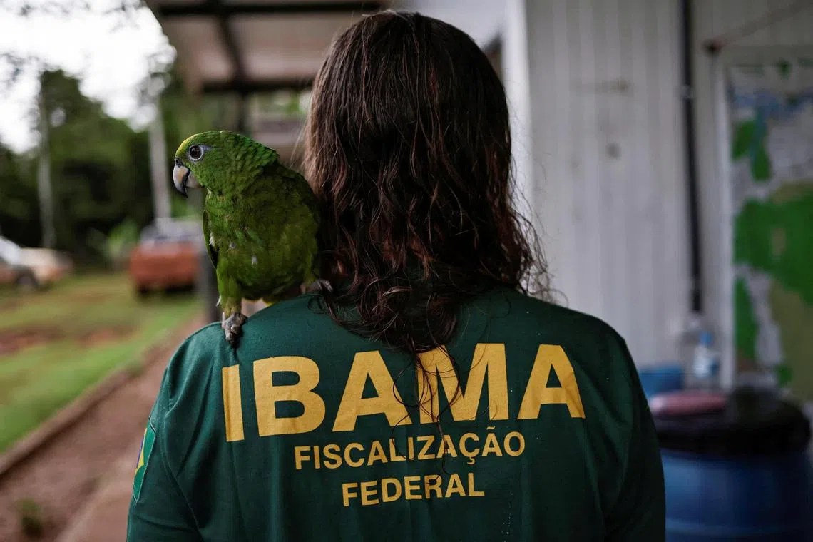 An agent of the Brazilian Institute for the Environment and Renewable Natural Resources (Ibama) gets ready before going to an operation to combat deforestation in Uruara, Para State, Brazil on Jan 19, 2023. 