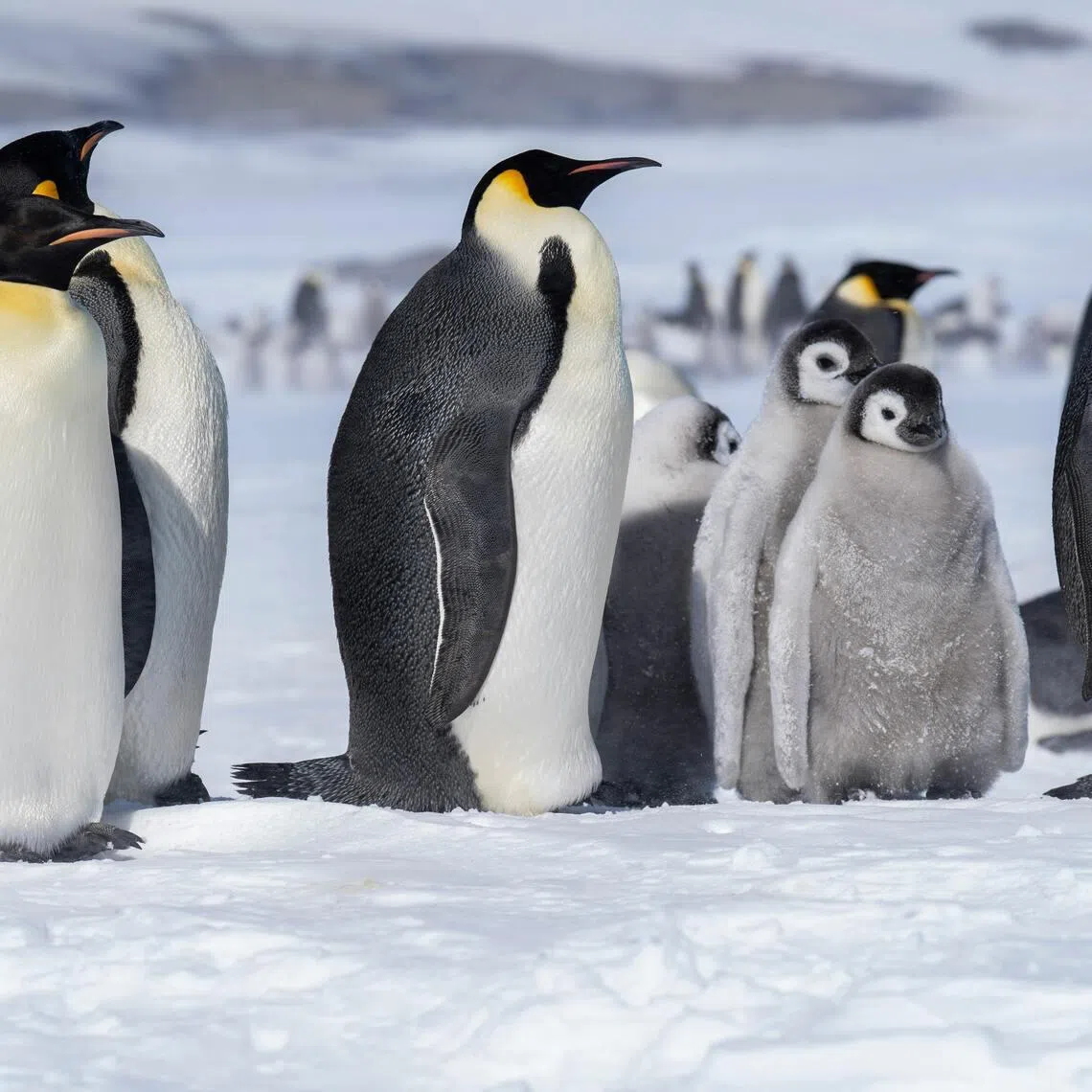 Emperor penguins have become symbolic of the quest to thrive and survive in Antarctica’s harsh climes.